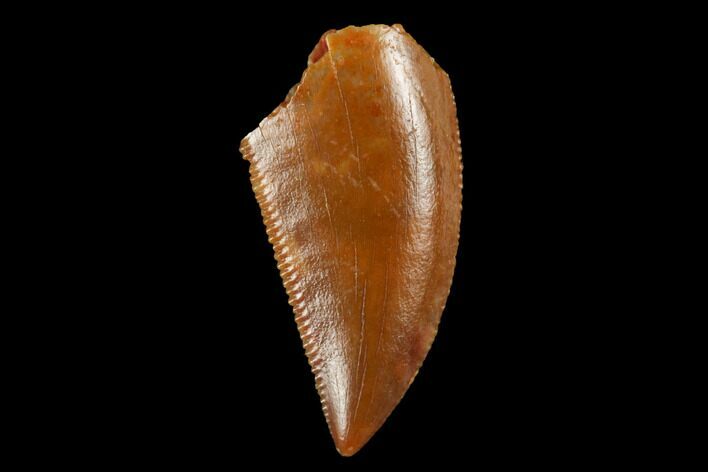 Serrated, Raptor Tooth - Real Dinosaur Tooth #173548